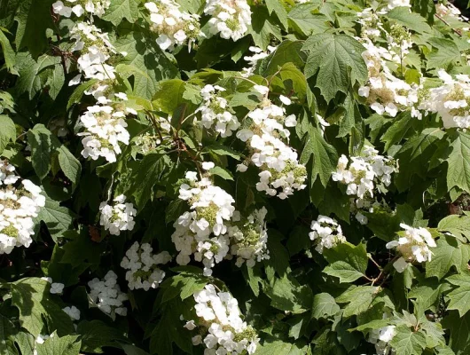 HYDRANGEA quercifolia - Hortensia à feuilles de chêne