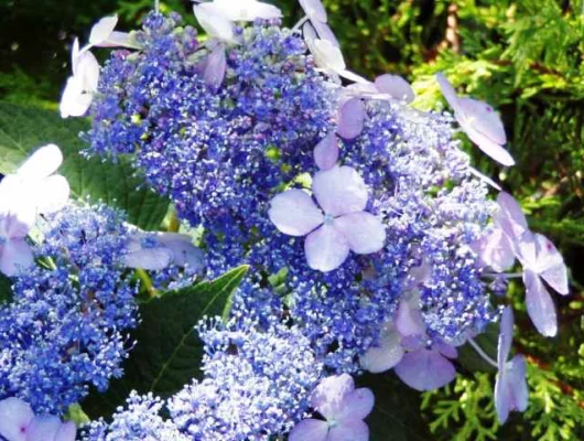 HYDRANGEA serrata 'Blue Bird' - Hortensia