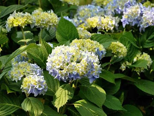 HYDRANGEA serrata 'Nikko Blue' - Hortensia