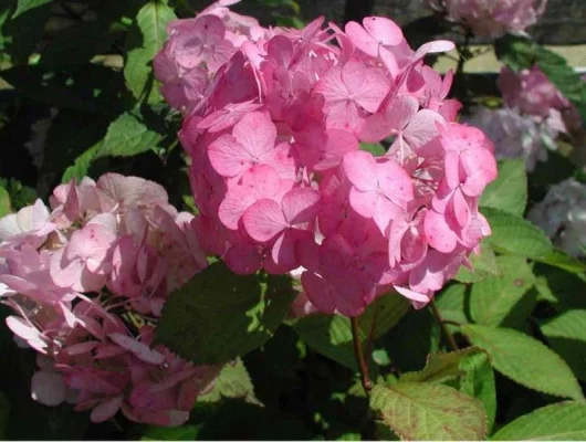 HYDRANGEA serrata 'Preziosa' - Hortensia serrata