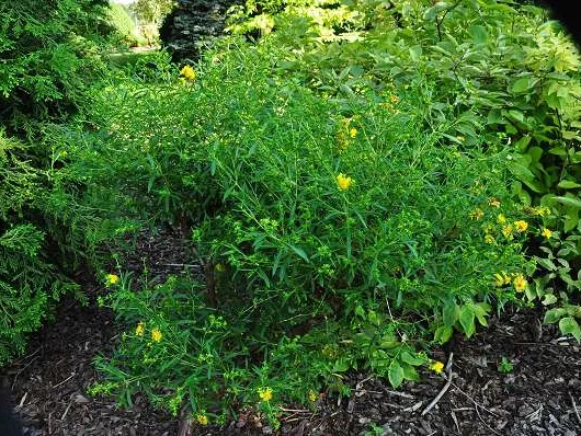 HYPERICUM  'Buttercup' - Millepertuis 'Buttercup'