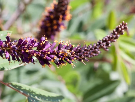 AMORPHA canescens - Faux indigo