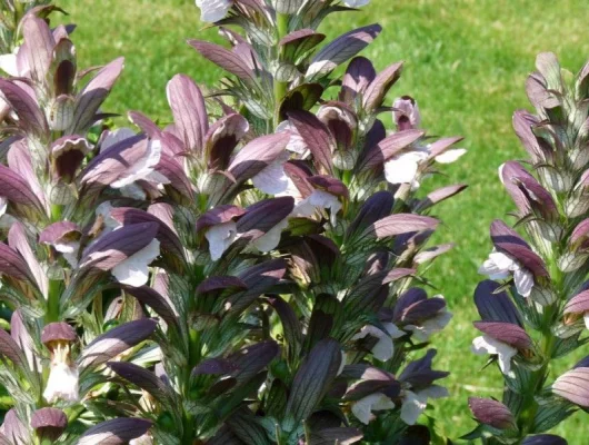 ACANTHUS hungaricus 'White Lips' - Acanthe de Hongrie