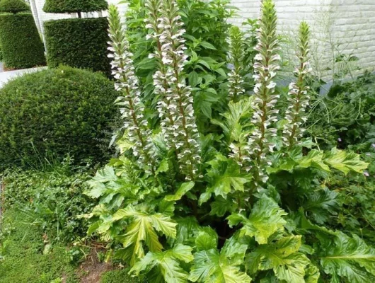 ACANTHUS mollis 'Hollard's Gold' - Acanthe à feuilles molles 'Hollard's Gold'