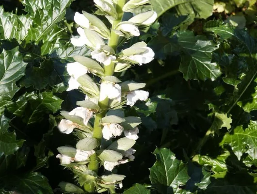 ACANTHUS mollis 'Jeff Albus' - Acanthe à feuilles molles 'Jeff Albus'