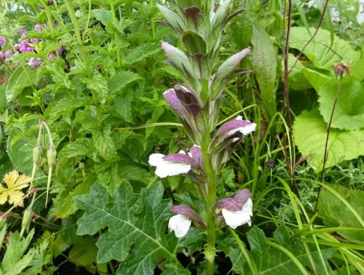 ACANTHUS mollis 'Latifolius' - Acanthe à feuilles molles 'Latifolius'