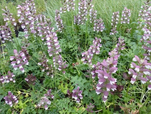 ACANTHUS 'Morning's Candle' - Acanthe 'Morning's Candle'