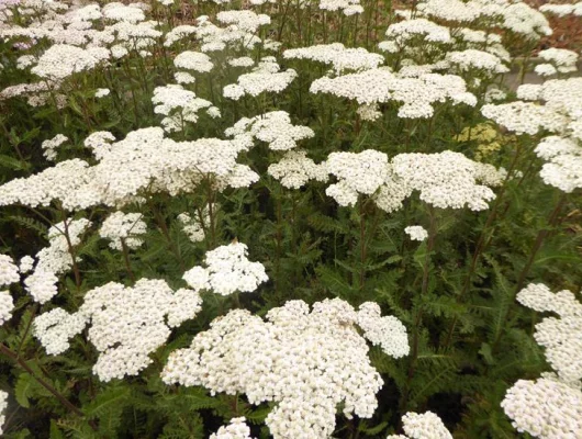 ACHILLEA filipendulina 'Heinrich Vogeler' - Achillée 'Heinrich Vogeler'