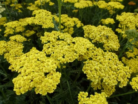 ACHILLEA filipendulina 'Helios' - Achillée 'Helios'