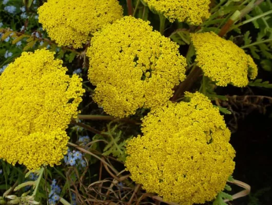 ACHILLEA filipendulina 'Parker's Variety' - Achillée 'Parker's Variety'