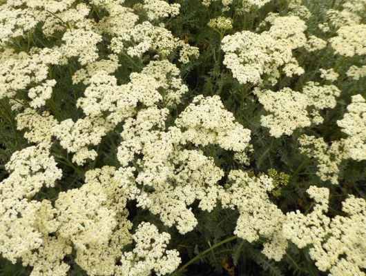 ACHILLEA filipendulina 'Alabaster' - Achillée 'Alabaster'