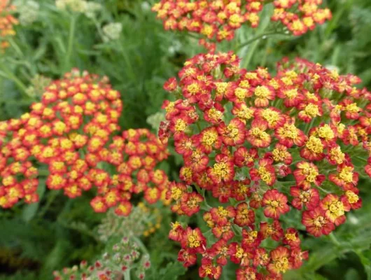 ACHILLEA 'Feuerland' - Achillée 'Feuerland'