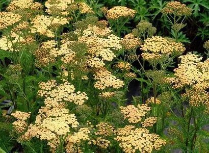 ACHILLEA 'Hannelore Pahl' - Achillée 'Annelore Phal'