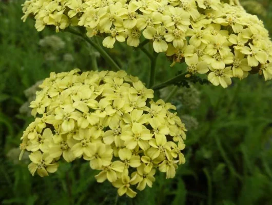 ACHILLEA 'Hella Glashoff' - Achillée 'Hella Glashoff'