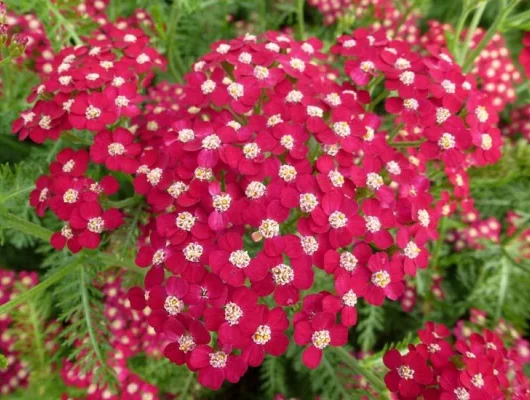 ACHILLEA 'Petra'