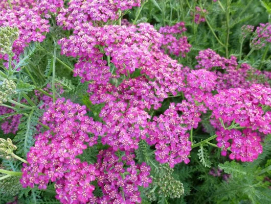 ACHILLEA 'Velour' - Achillée 'Velour'