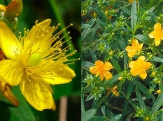 HYPERICUM kalmianum 'Gemo' - Millepertuis de Kalmian 'Gemo'