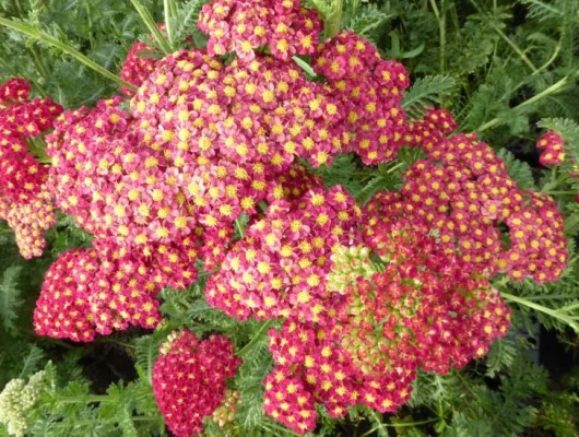 ACHILLEA 'Fanal' - Achillée 'Fanal'