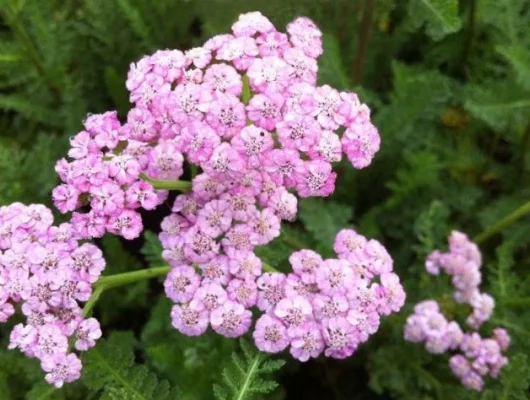 ACHILLEA millefolium 'Jacqueline' - Achillée 'Jacqueline'