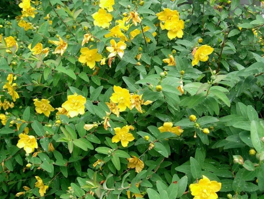 HYPERICUM Hidcote - Millepertuis hidcote