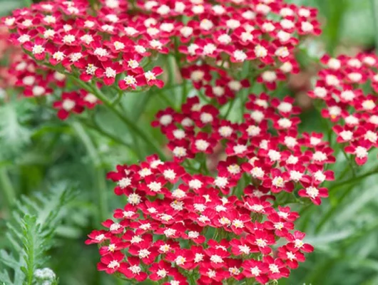 ACHILLEA millefolium 'Peggy Sue'® - Achillée 'Peggy Sue'®