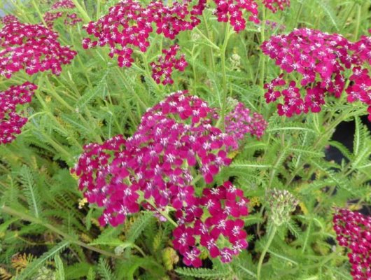 ACHILLEA millefolium 'Sammetriese' - Achillée millefeuille