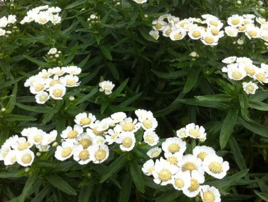 ACHILLEA ptarmica 'Nana Compacta' - Achillée, Bouton d'argent naine