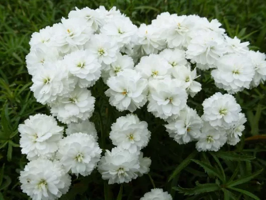 ACHILLEA ptarmica 'Perry's White' - Achillée, Bouton d'argent