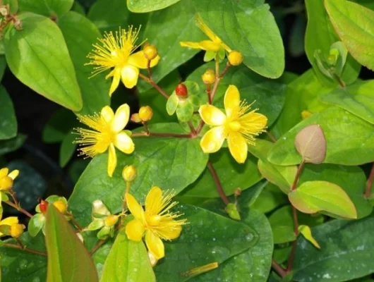 HYPERICUM androsaemum 'Autumn Blaze' - Millepertuis 'Atum Blaze'