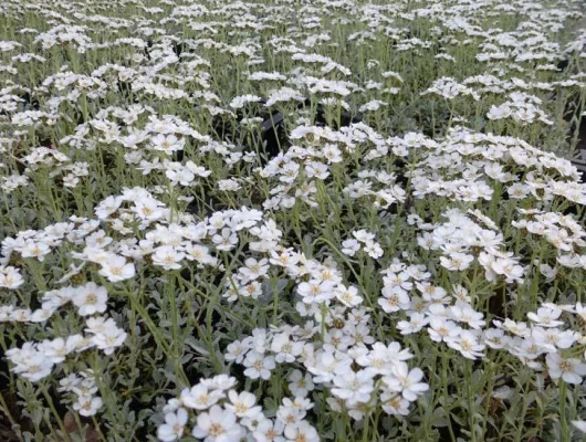 ACHILLEA umbellata - Achillée en ombelles