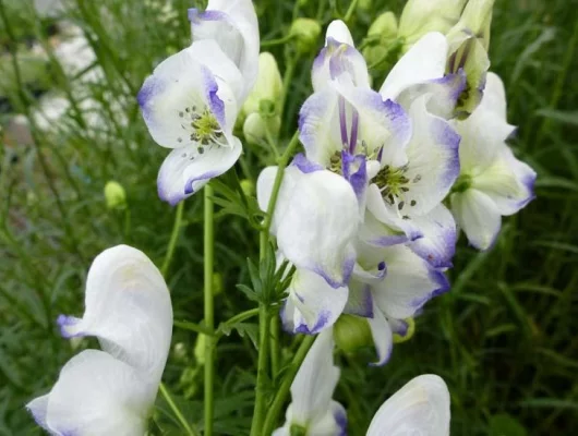 ACONITUM 'Eleonora' - Aconit