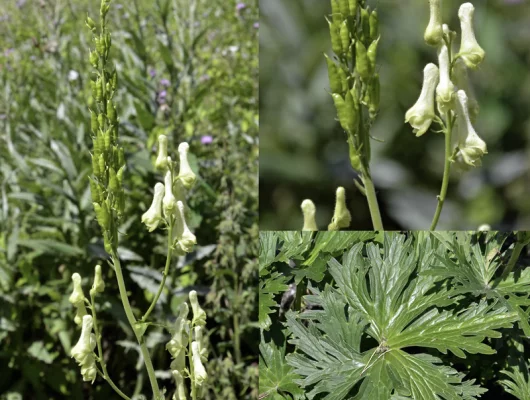 ACONITUM lamarckii - Aconit jaune