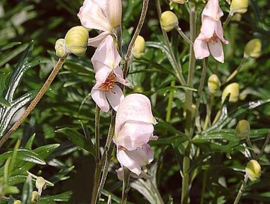 ACONITUM napellus 'Rubellum' - Aconit 'Rubellum'