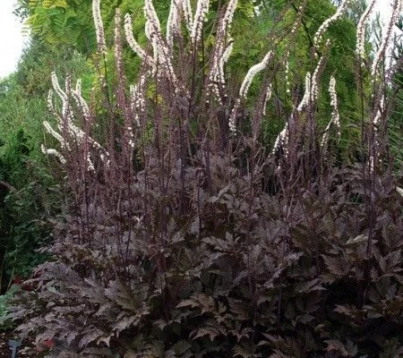 ACTAEA simplex 'Black Negligee' - Cierge d'argent