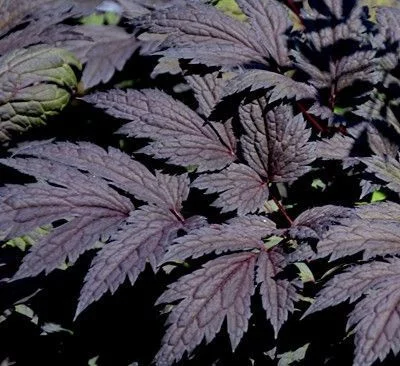 ACTAEA simplex 'Carbonella' / CIMICIFUGA 'Carbonella' - Cierge d'argent
