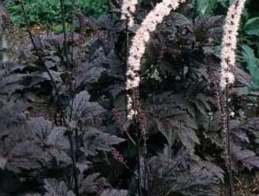 ACTAEA simplex 'James Compton' - Cierge d'argent, Bugbane