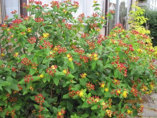 HYPERICUM inodorum 'Orange Flair' - Millepertuis 'Orange Flair'