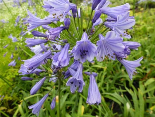 AGAPANTHUS 'Headbourne Hybrids Blue' - Agapanthe bleue