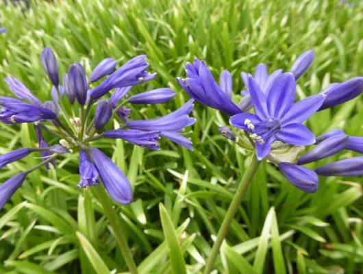 AGAPANTHUS 'Misty Dawn' - Agapanthe 'Misty Dawn'