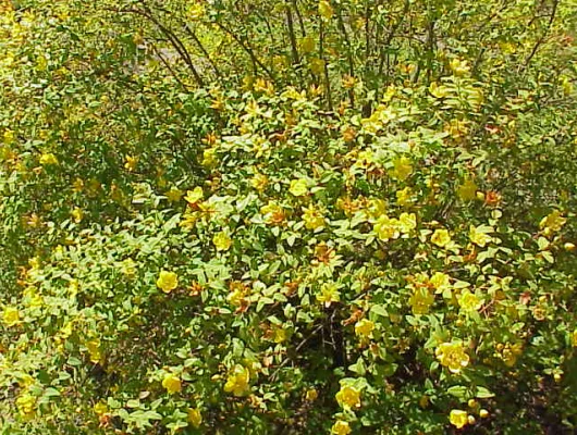 HYPERICUM moserianum - Millepertuis moserianum