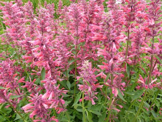 AGASTACHE 'Red Fortune' - Agastache mexicaine