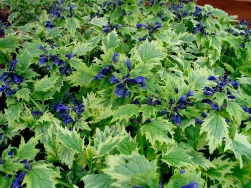 AJUGA incisa 'Frosted Jade' - Bugle rampant