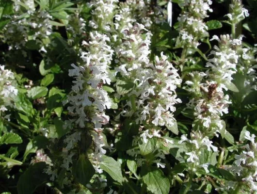 AJUGA reptans 'Alba' - Bugle rampant