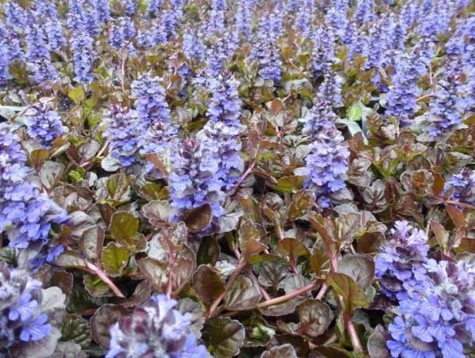 AJUGA reptans 'Black Scallop' - Bugle rampant