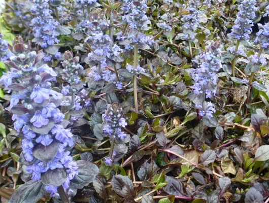 AJUGA reptans 'Evening Glow' - Bugle rampant