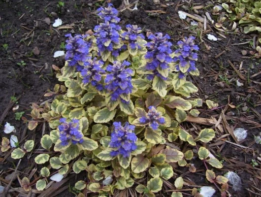 AJUGA reptans 'Golden Glow' - Bugle rampant