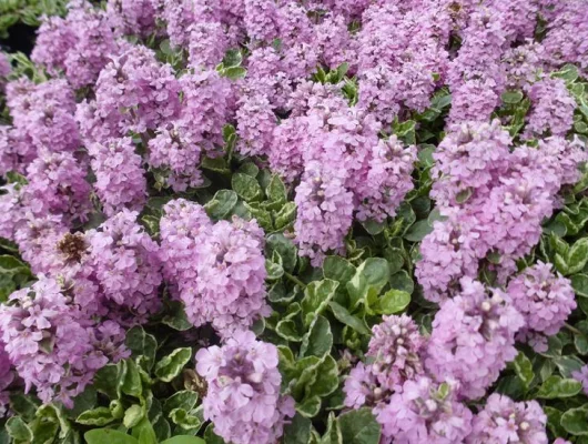 AJUGA reptans 'Pink Lightning' - Bugle rampant