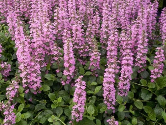 AJUGA reptans 'Purple Torch' - Bugle rampant