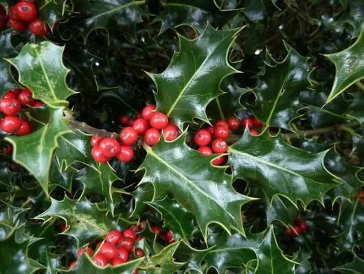 ILEX aquifolium - Houx commun