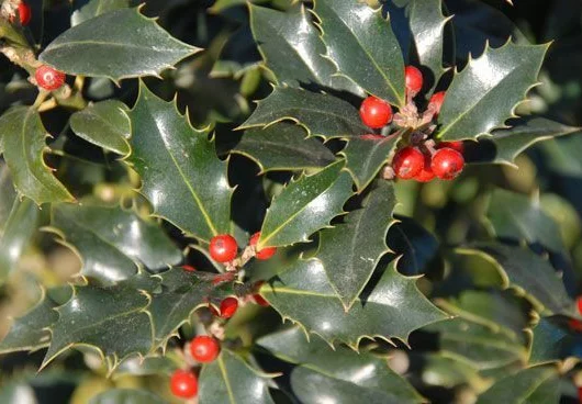 ILEX aquifolium 'Alaska' - Houx commun 'Alaska'